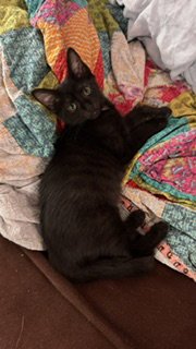 BLAINE - Domestic Short Hair available for adoption