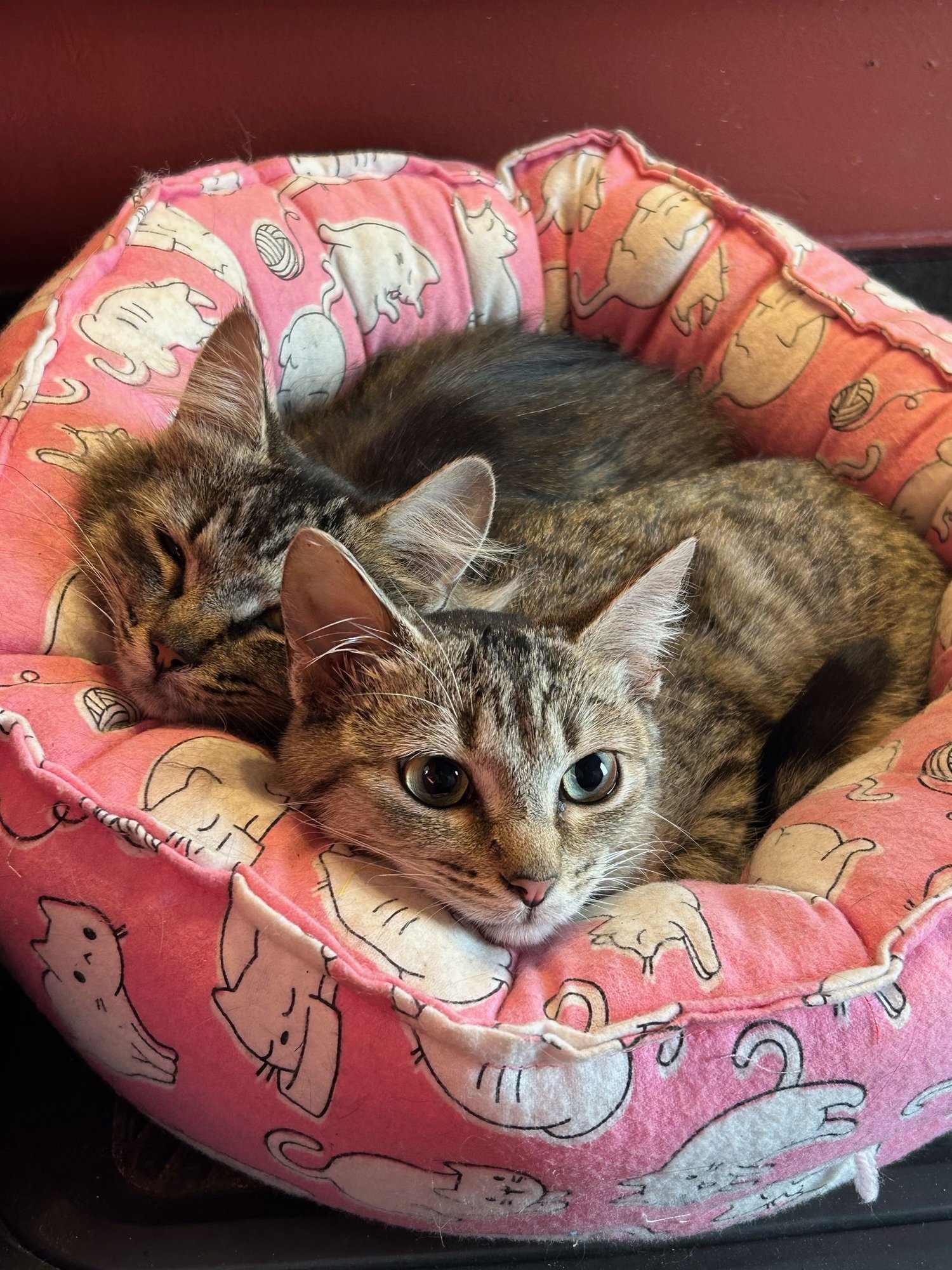 LACEY AND CAGNEY (BONDED PAIR) - Domestic Short Hair available for adoption