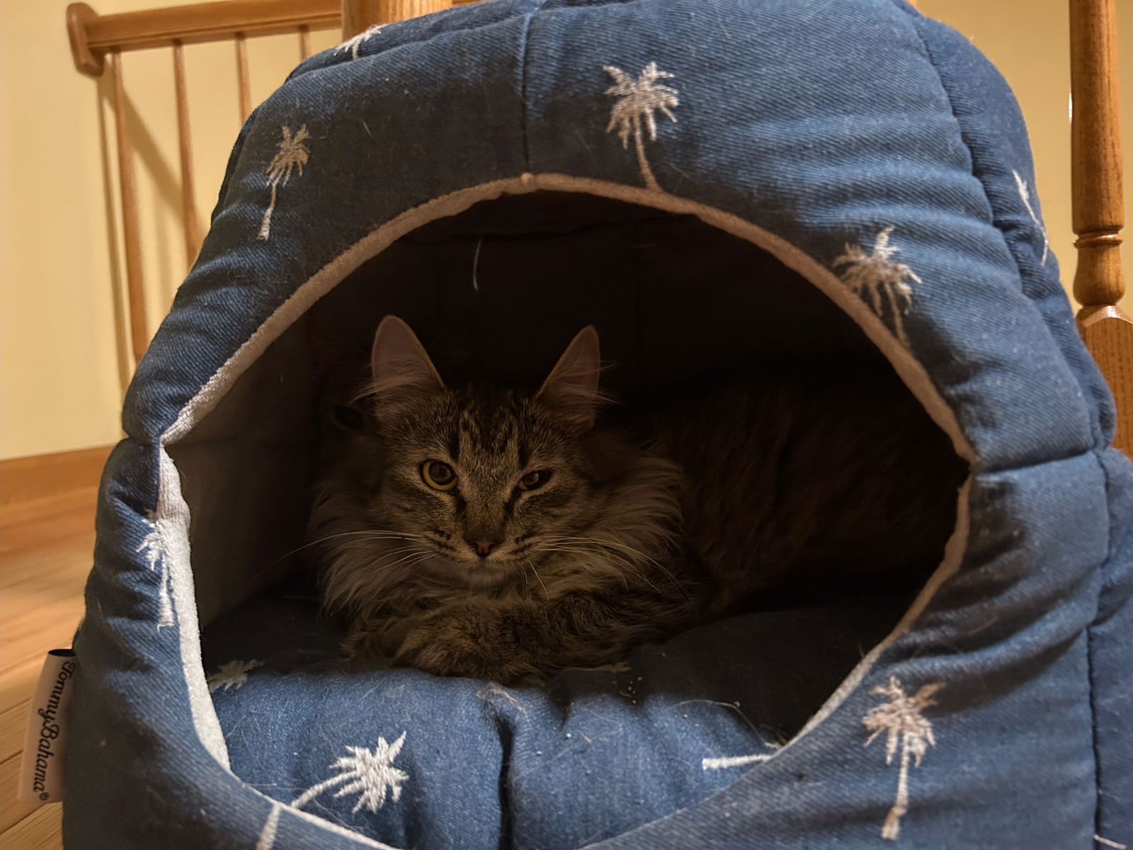 Lacey and Cagney (bonded pair) - Photo 3