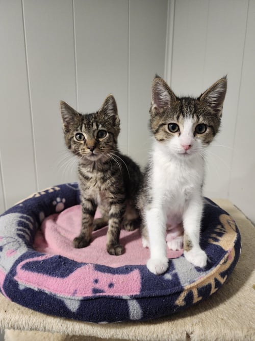 CUPCAKE AND CHEESECAKE ***BONDED PAIR***