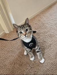 Milo - Photo 1
