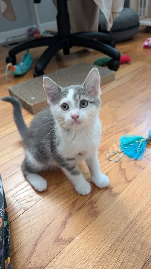 BEAN - Domestic Short Hair available for adoption