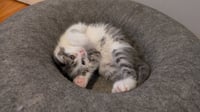 Bean - Photo 4