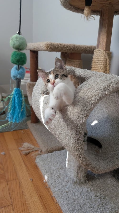 BISCUIT - Domestic Medium Hair available for adoption