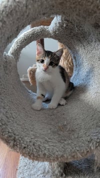 Biscuit - Photo 3