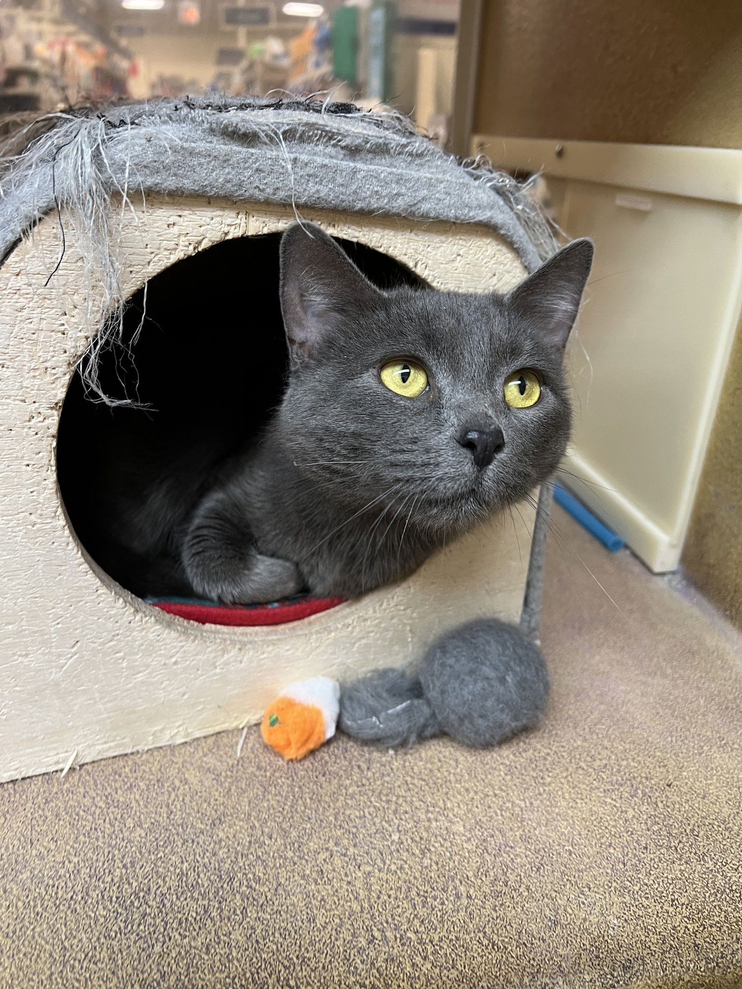 QUINN - Domestic Short Hair available for adoption