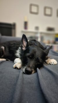 Lucy - Photo 5