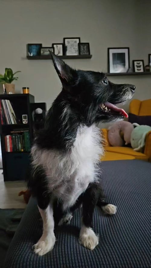 LUCY - Chihuahua available for adoption