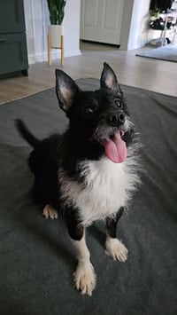 Lucy - Photo 4