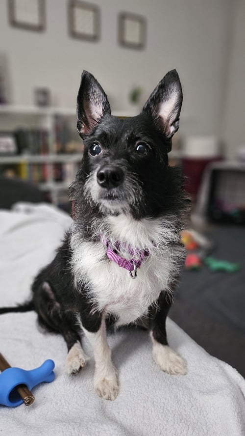 LUCY - Chihuahua available for adoption