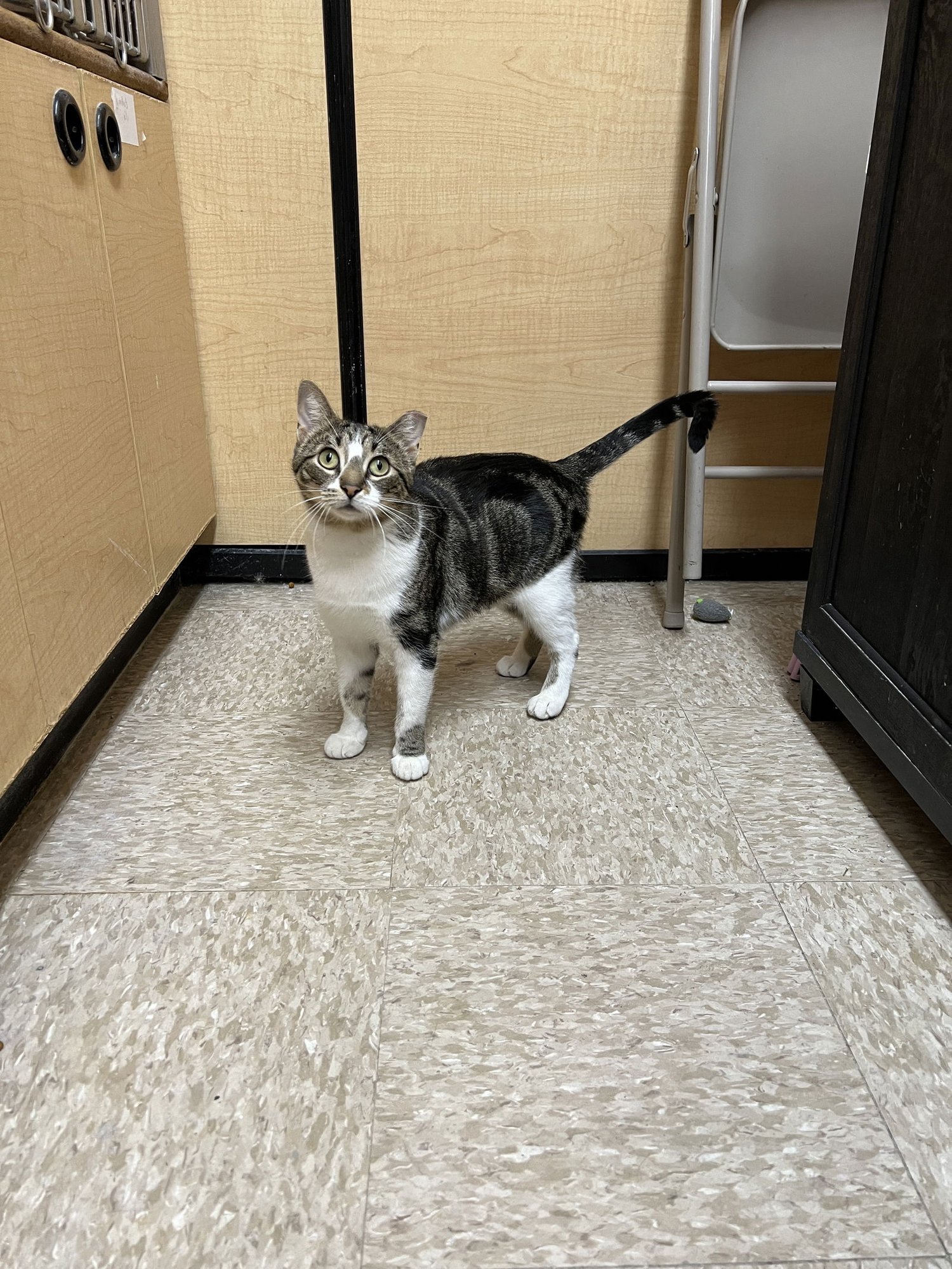 RAVEN - Domestic Short Hair available for adoption