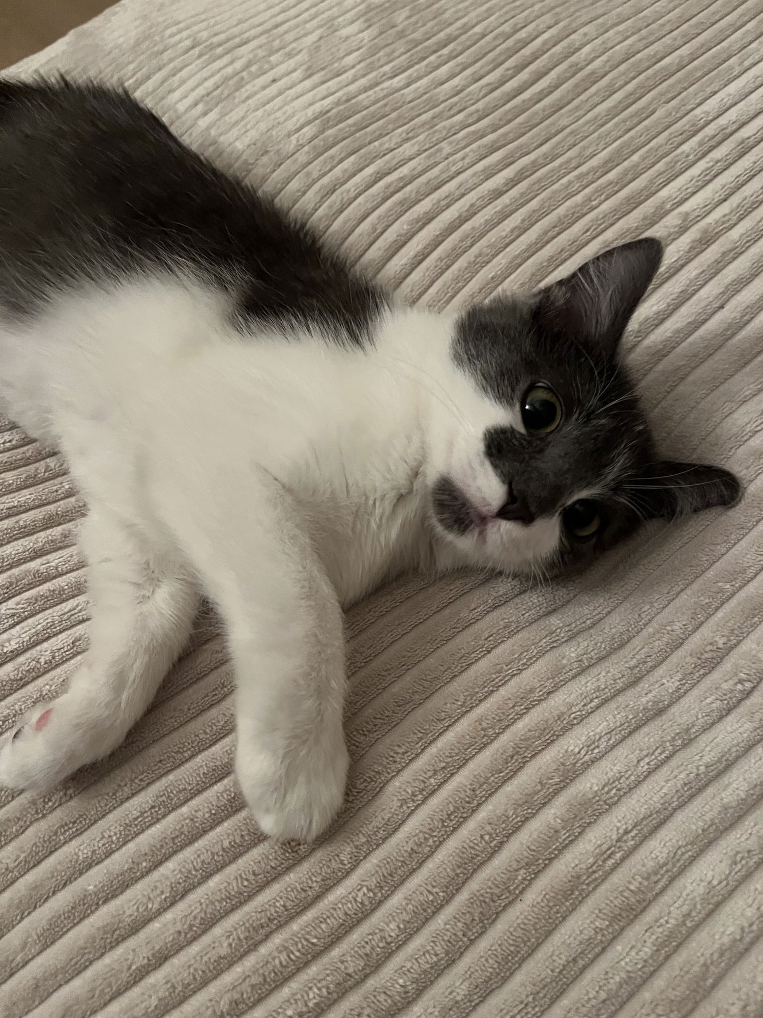 MAISIE - Domestic Short Hair available for adoption