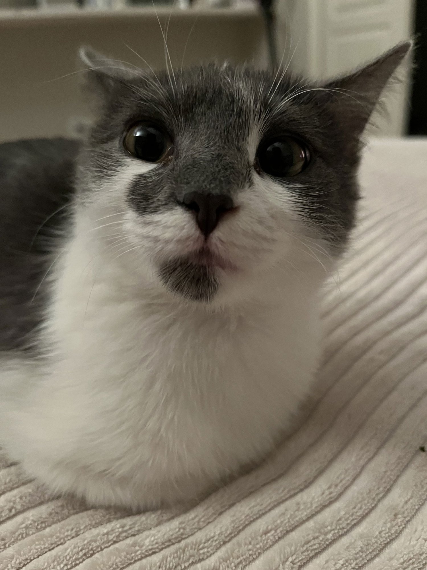 MAISIE - Domestic Short Hair available for adoption