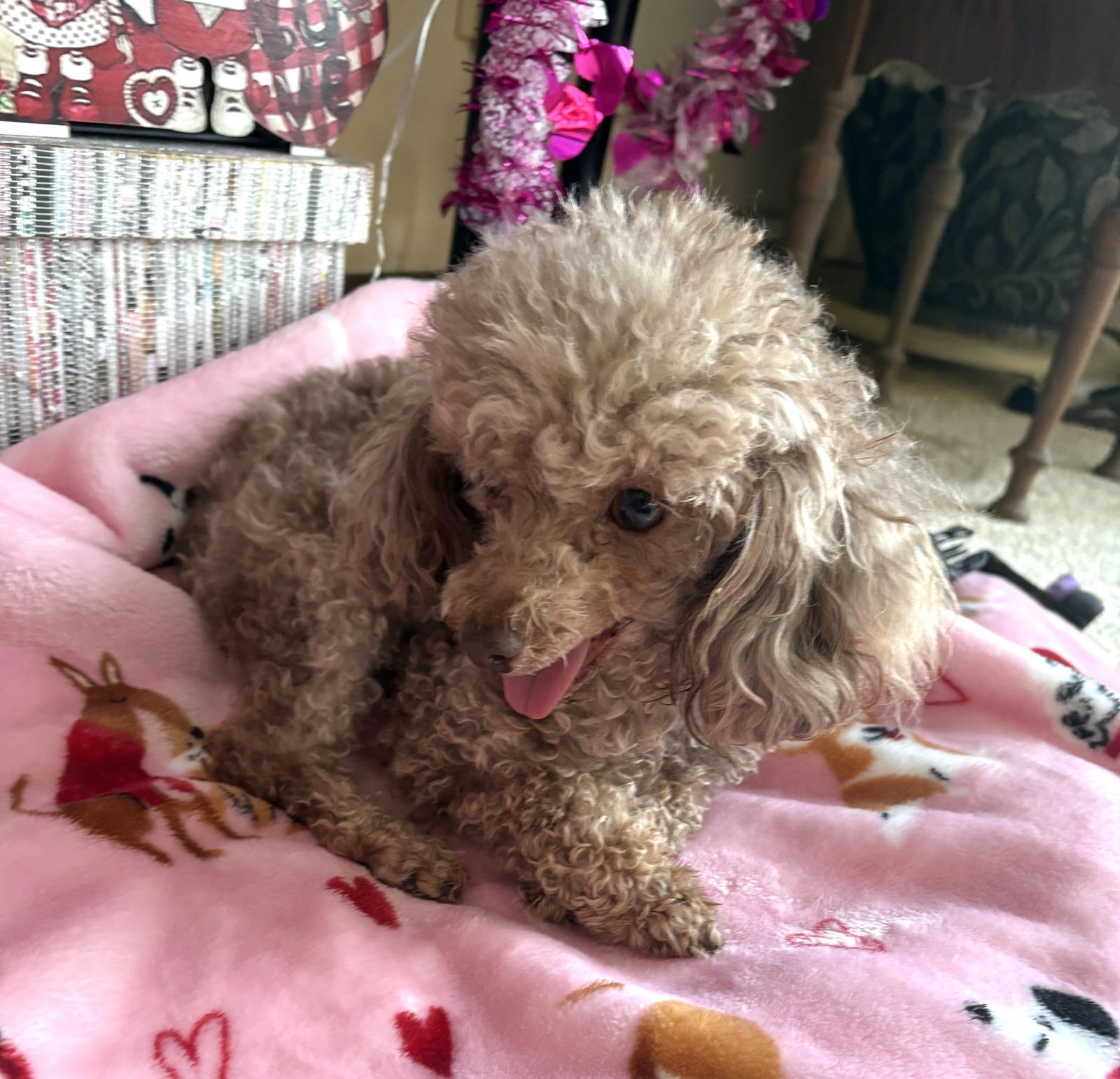 JERSEY MIKE - Poodle (Toy) available for adoption