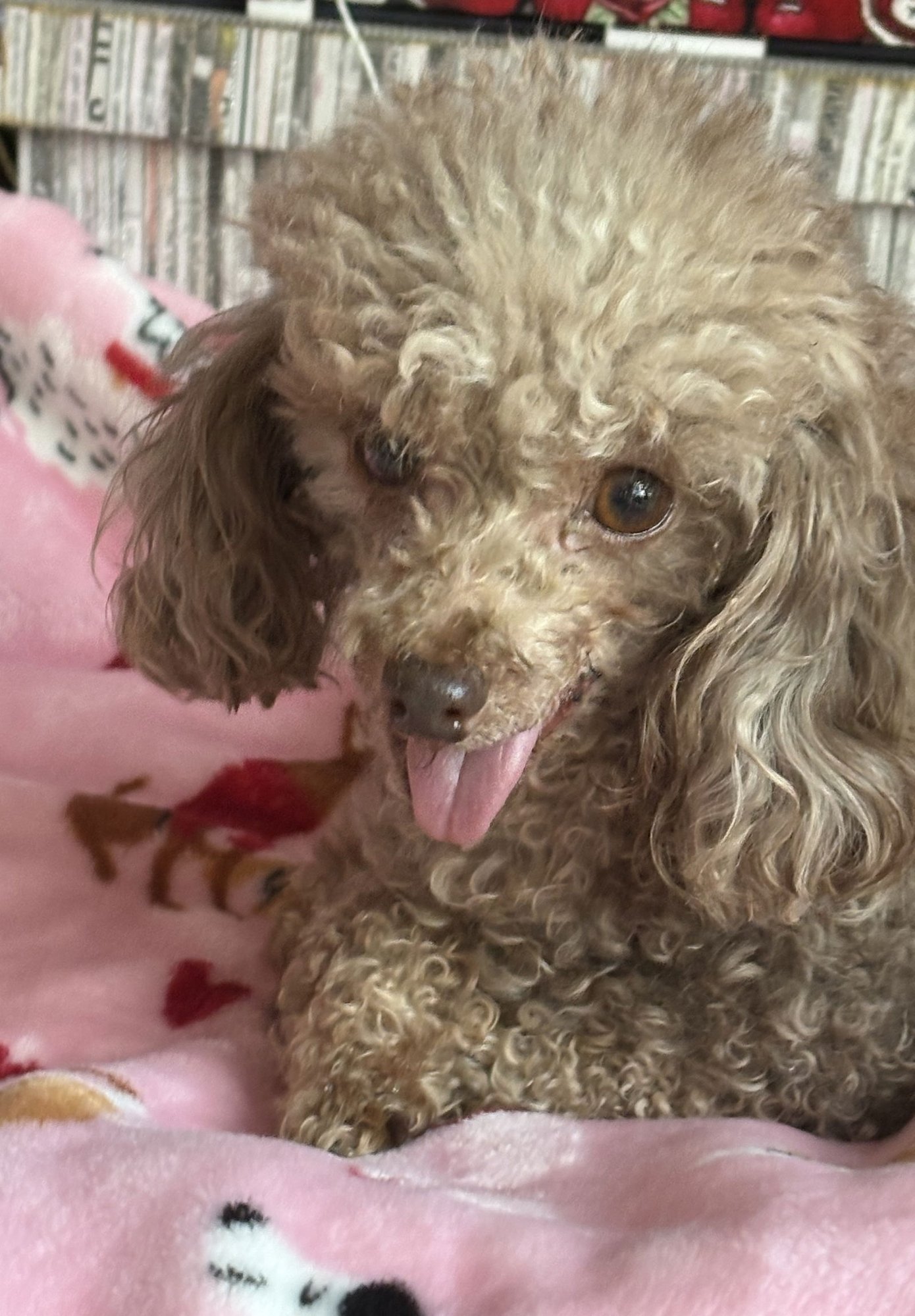 JERSEY MIKE - Poodle (Toy) available for adoption