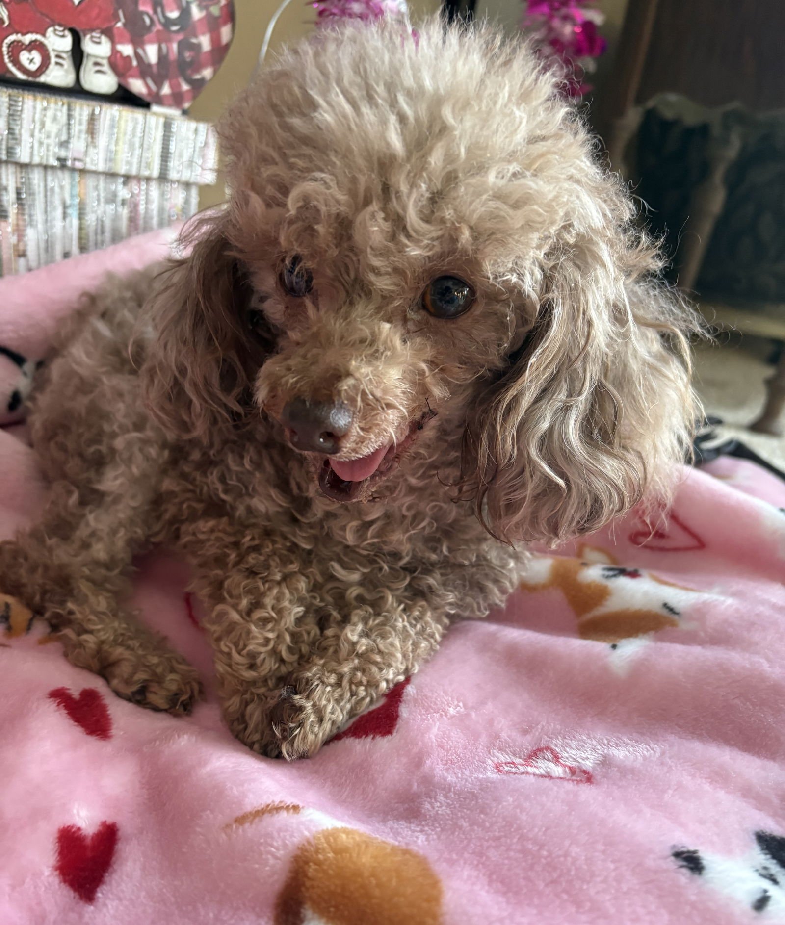 Jersey Mike - Photo 3