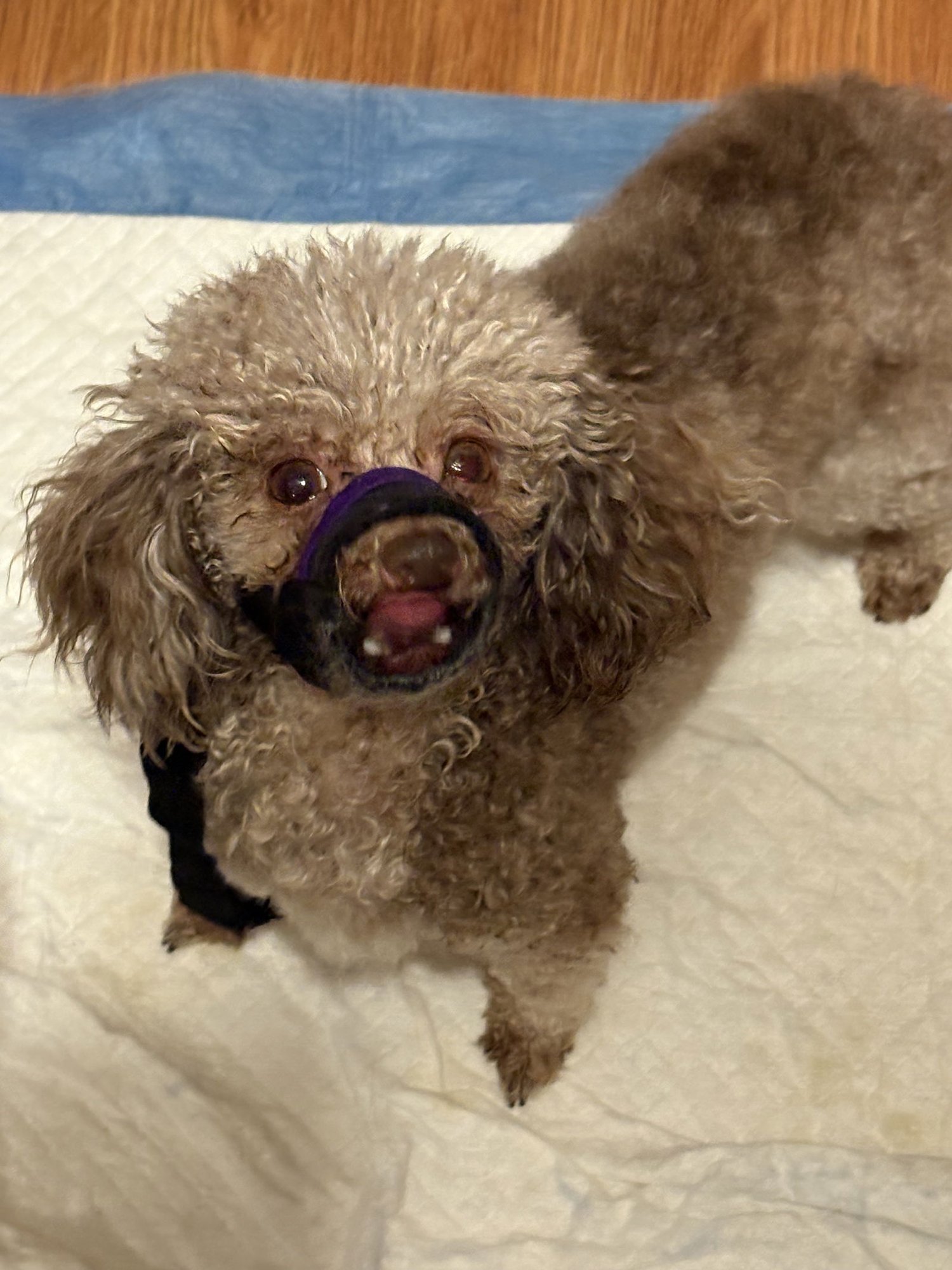 Jersey Mike - Photo 4