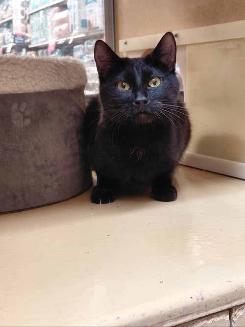 NAOMI - Domestic Short Hair available for adoption