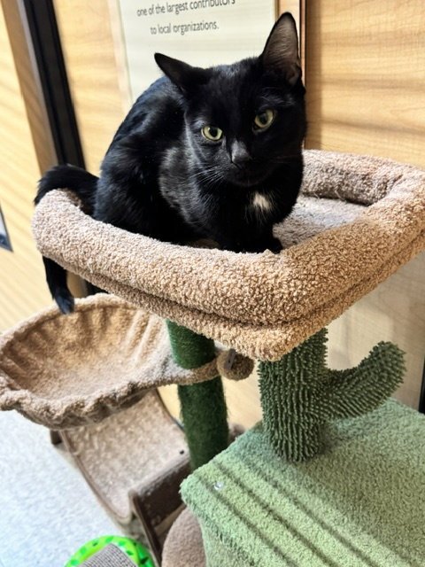 NAOMI - Domestic Short Hair available for adoption
