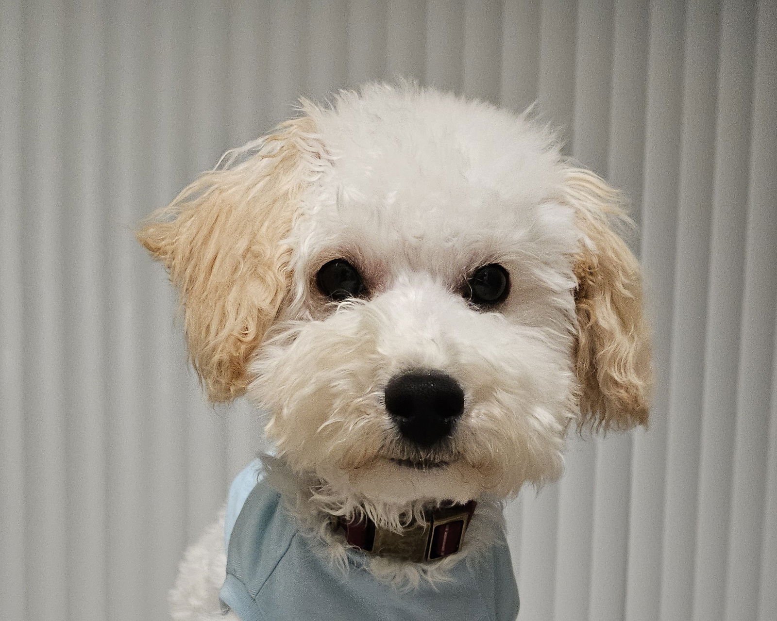 GEORGE - Cockapoo available for adoption