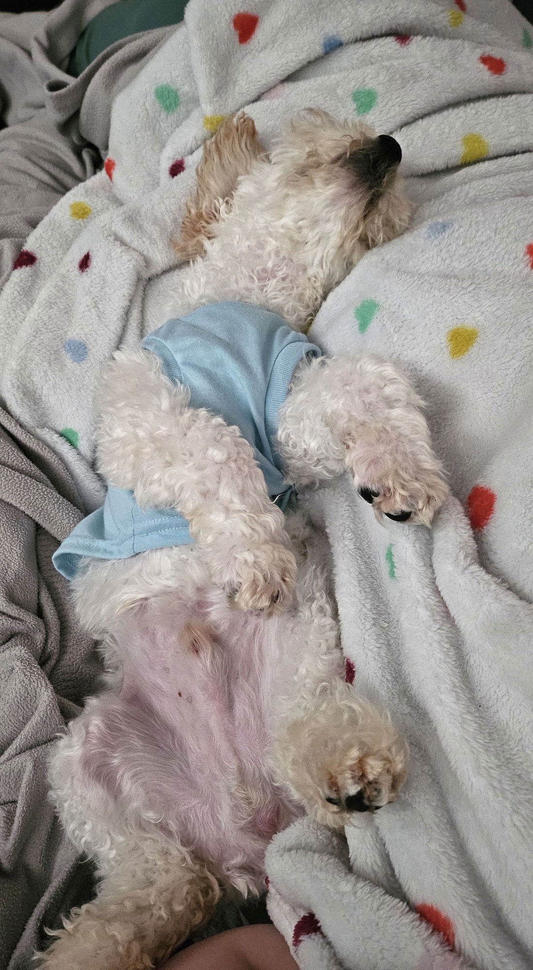 GEORGE - Cockapoo available for adoption