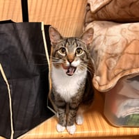 Sheldon - Photo 1