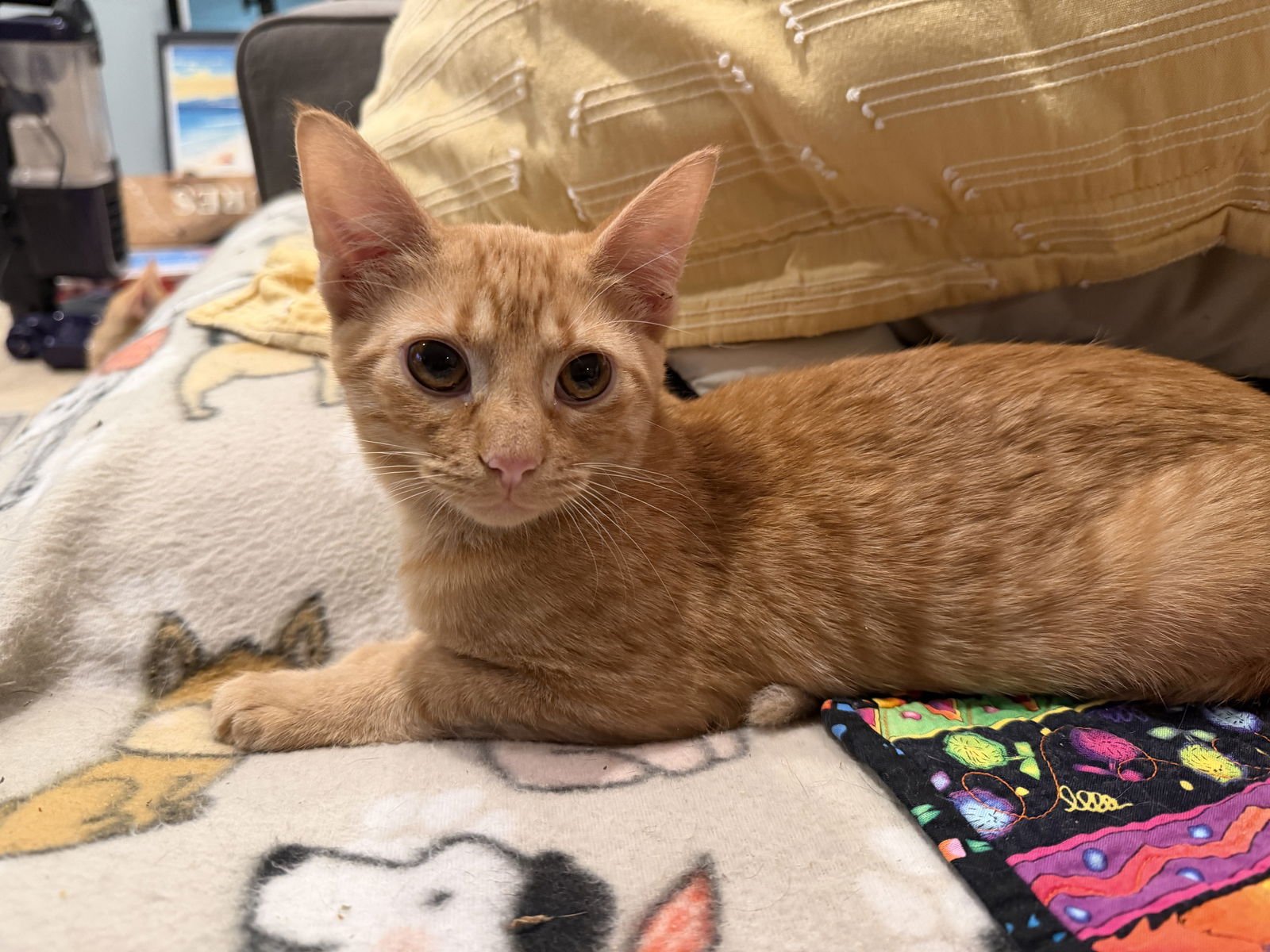 CLIFFORD - Domestic Short Hair / Tabby available for adoption