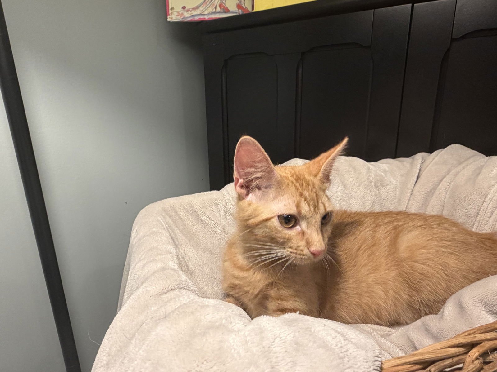 CLIFFORD - Domestic Short Hair / Tabby available for adoption