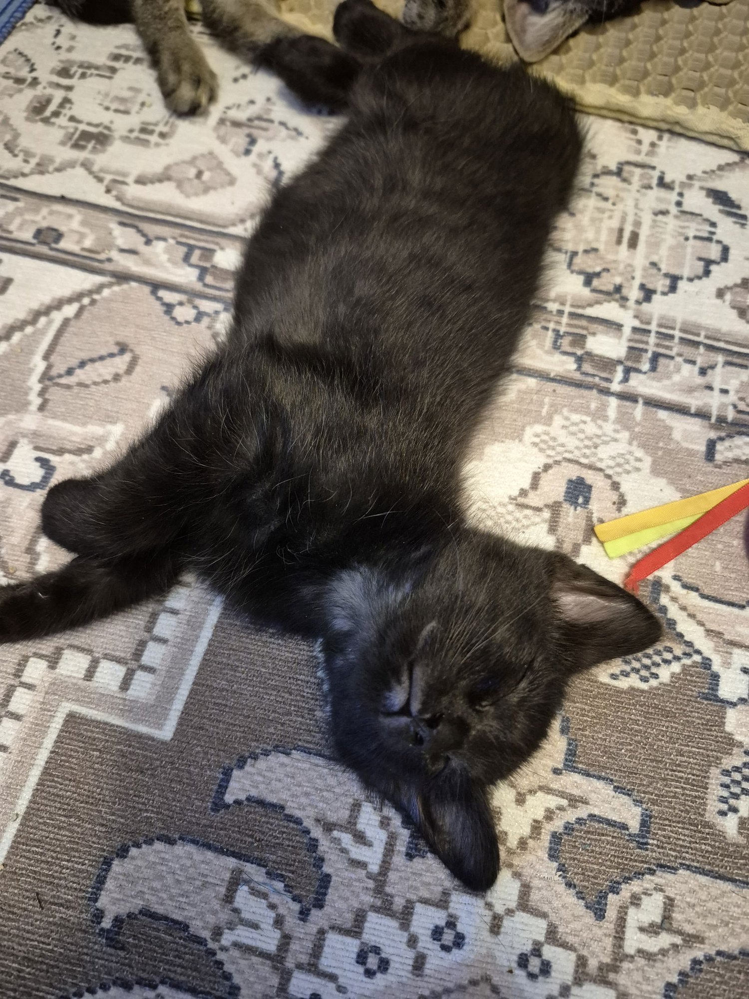 TIGER WOODS - Domestic Short Hair available for adoption