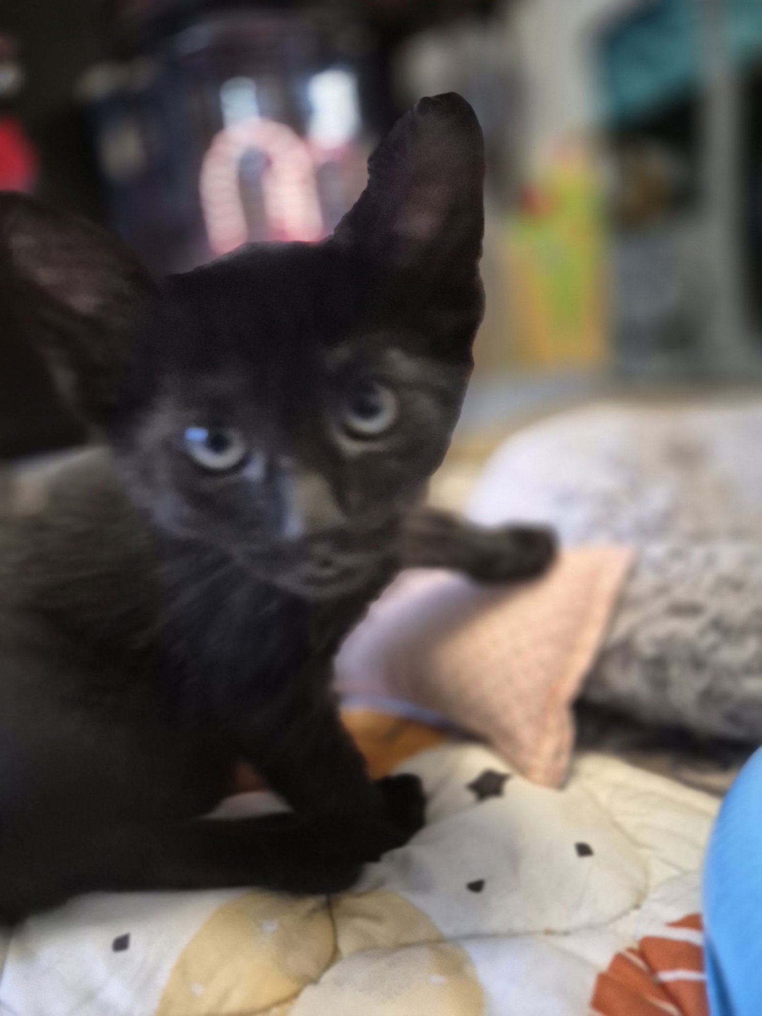 TIGER WOODS - Domestic Short Hair available for adoption