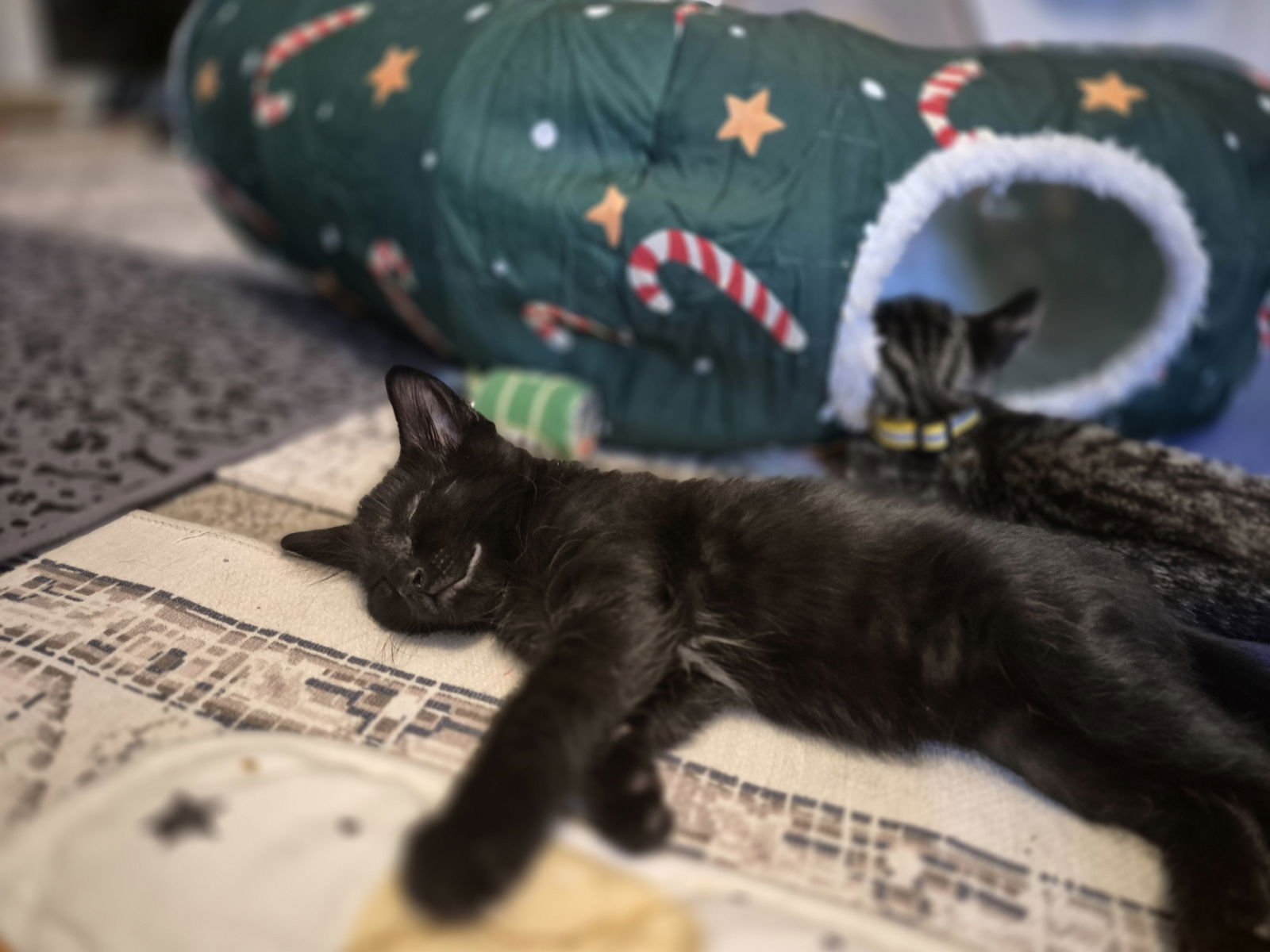 Tiger Woods - Photo 3