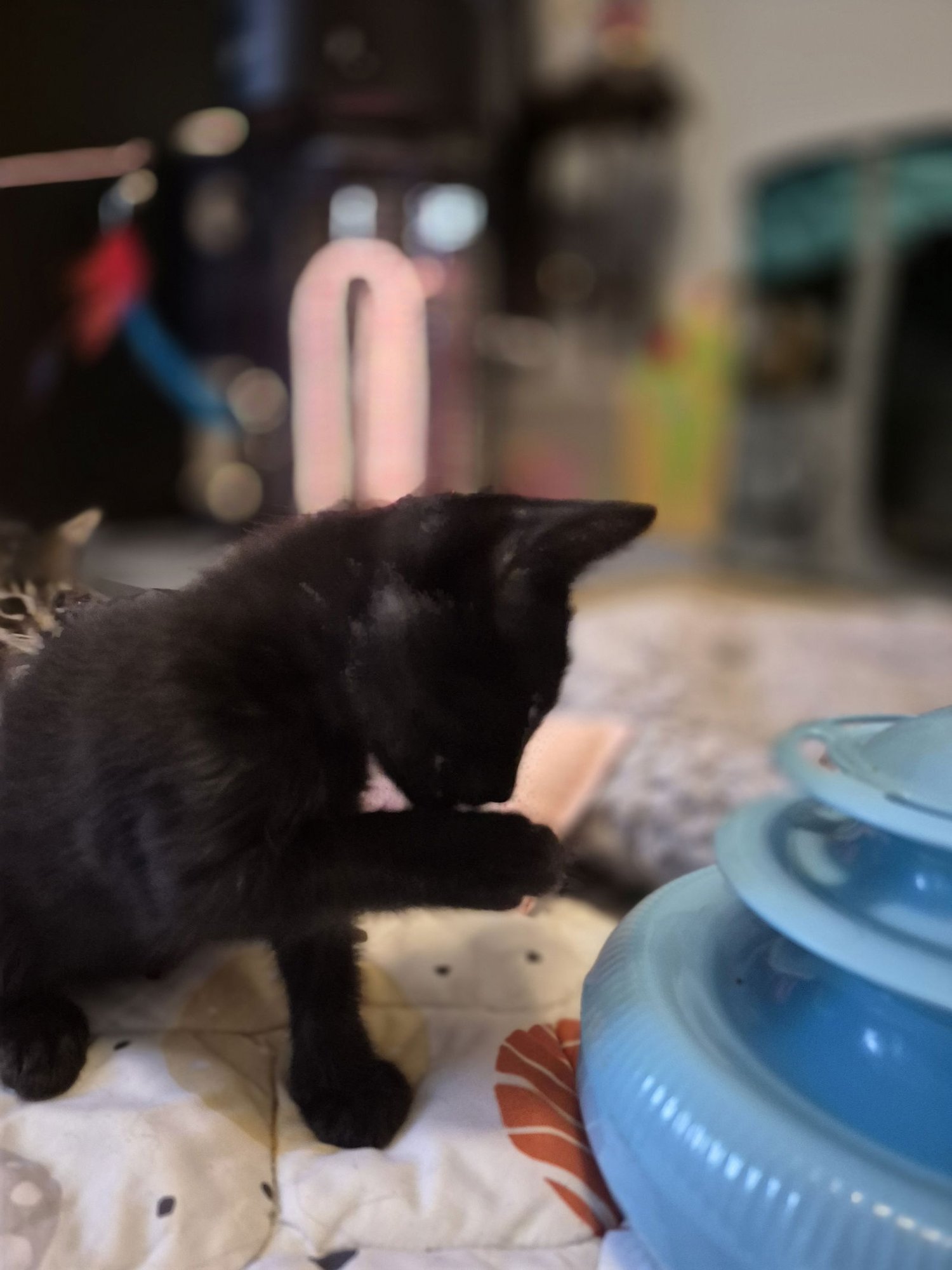 Tiger Woods - Photo 4