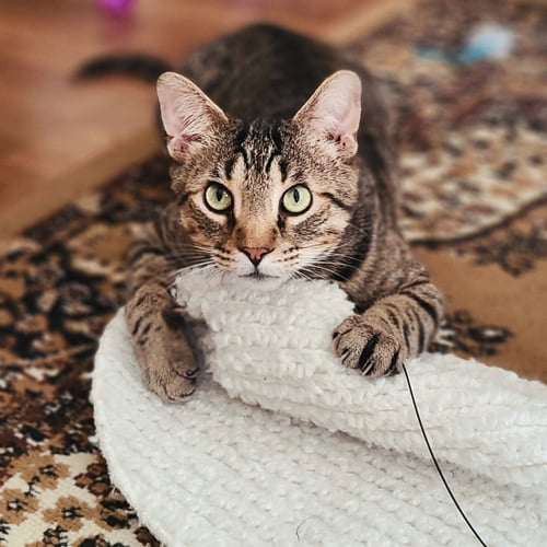 PHOENIX - Domestic Short Hair available for adoption