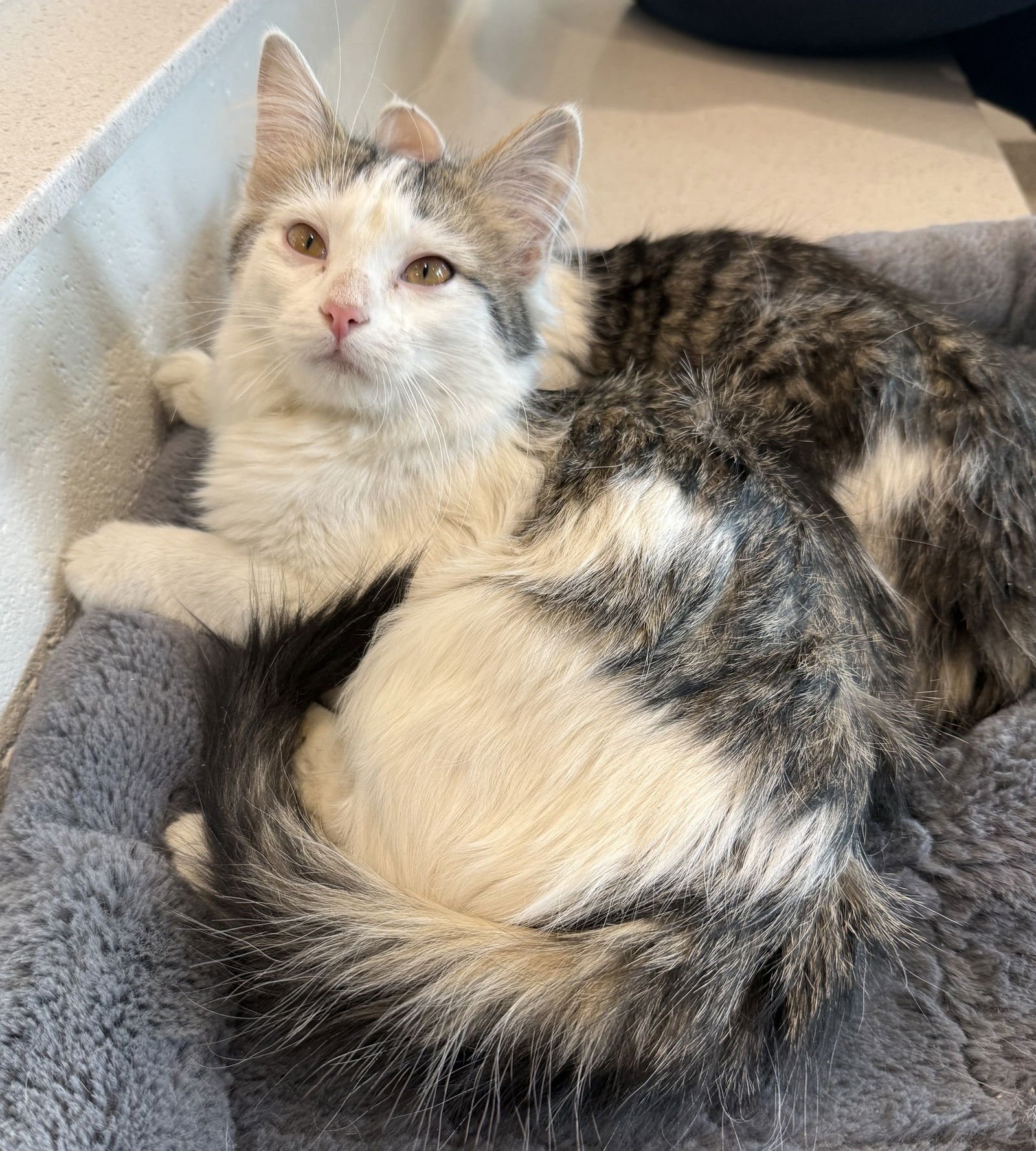 ADELAIDE - Domestic Medium Hair available for adoption