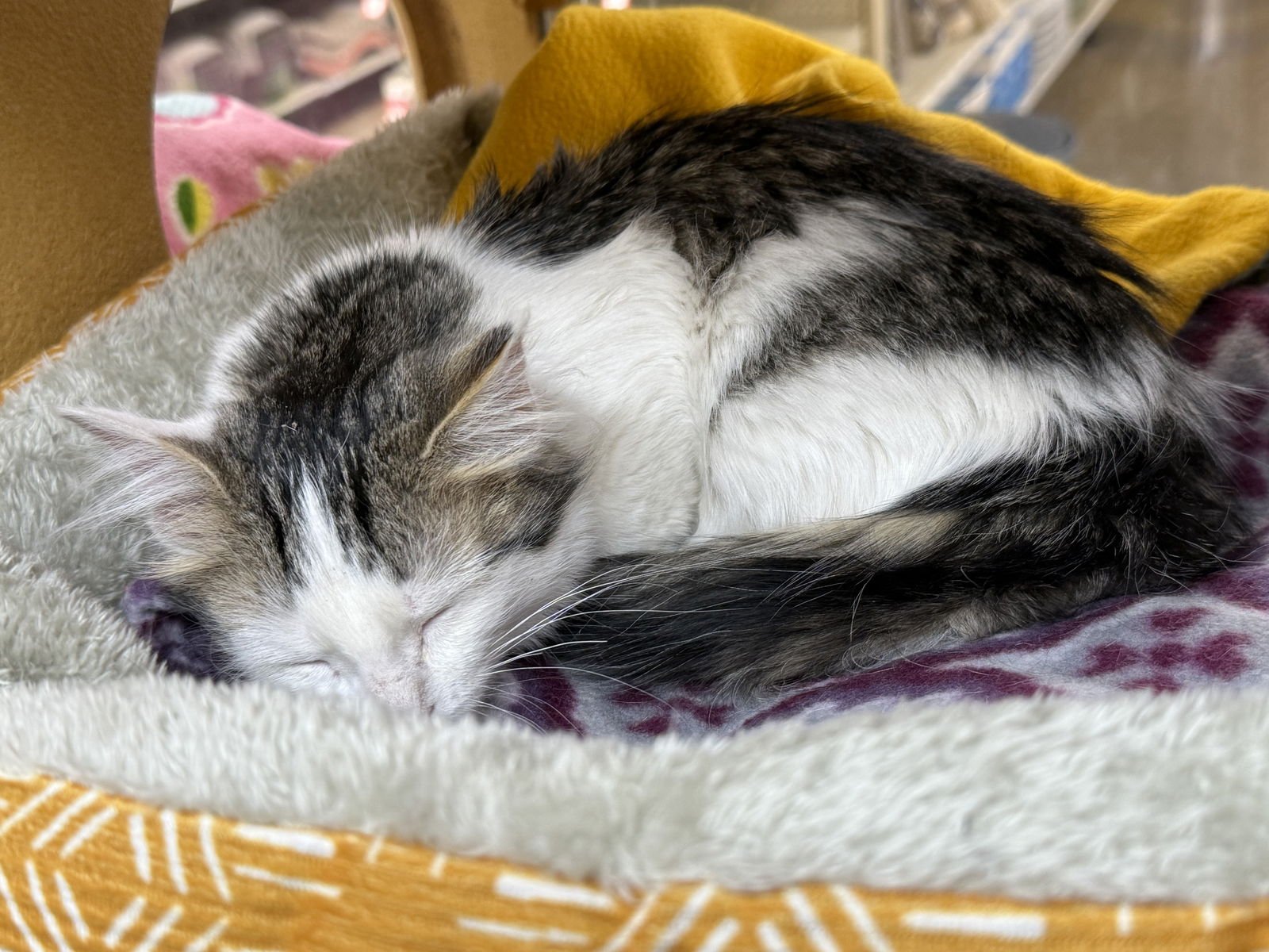 ADELAIDE - Domestic Medium Hair available for adoption