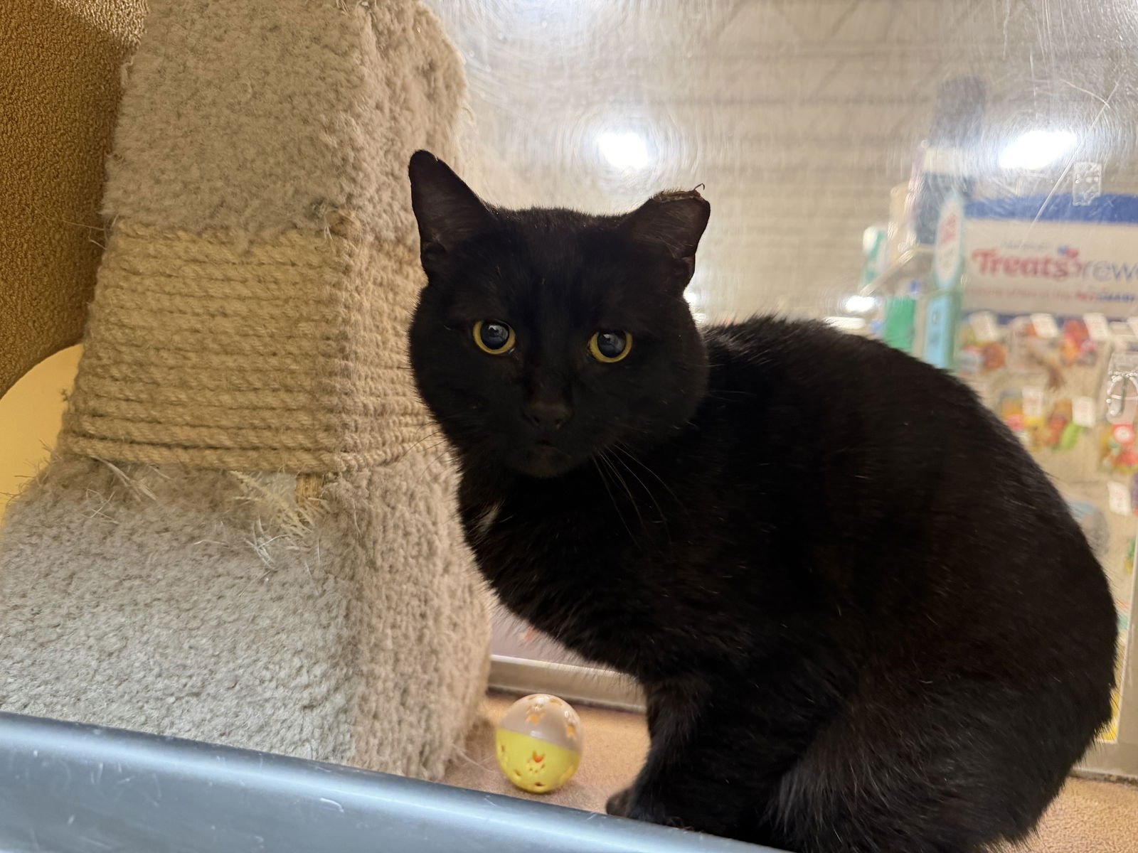 CHICO - Domestic Short Hair available for adoption