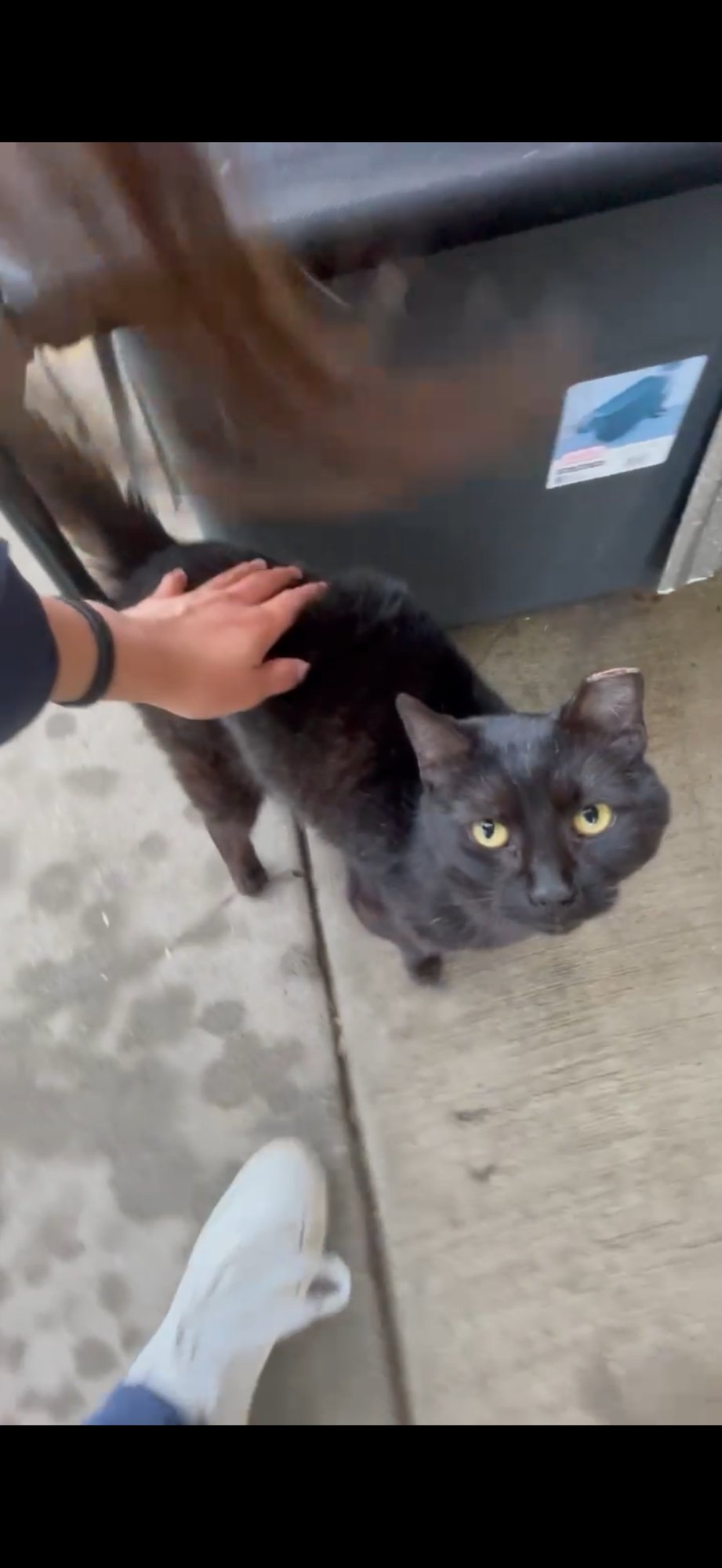 CHICO - Domestic Short Hair available for adoption