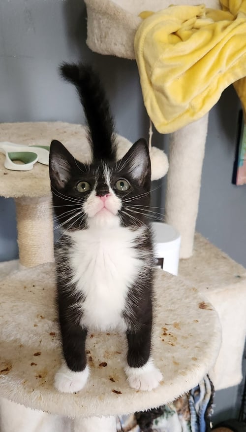 LYSOL - Domestic Short Hair / Tuxedo for adoption in Naperville