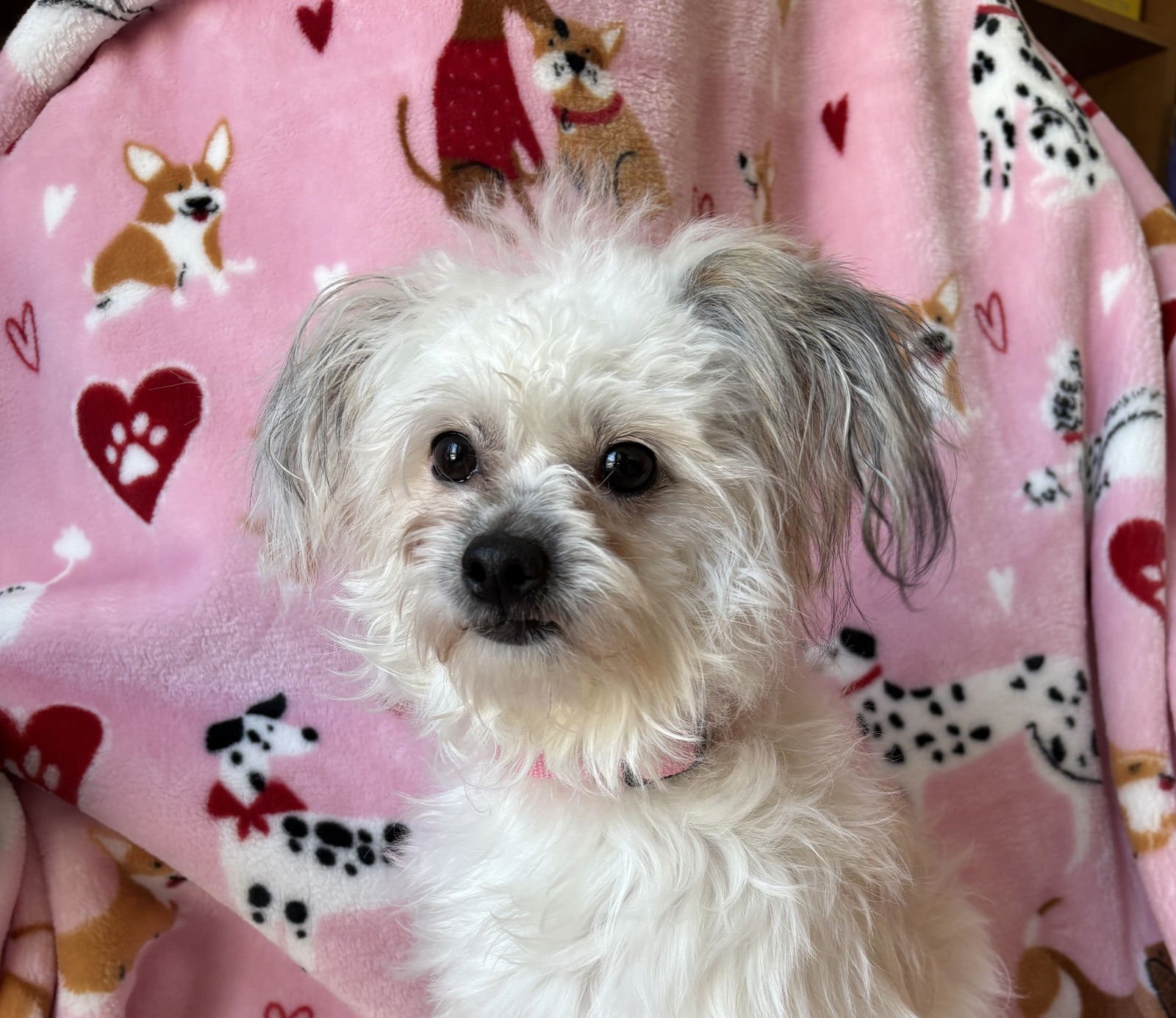 VALENTINE - Maltese available for adoption