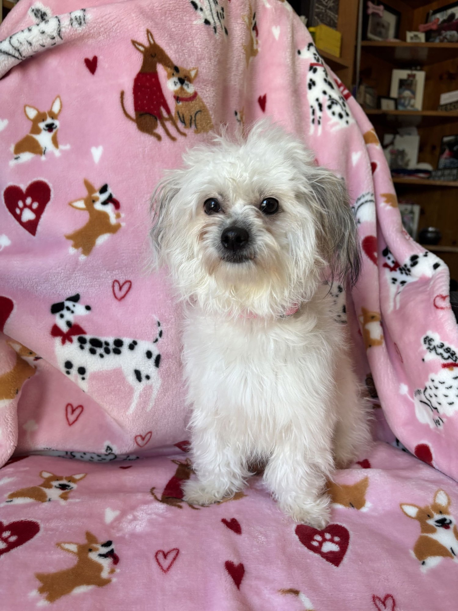 VALENTINE - Maltese available for adoption