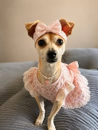 Bella - Photo 1