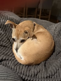Bella - Photo 2