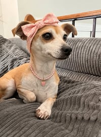 Bella - Photo 3
