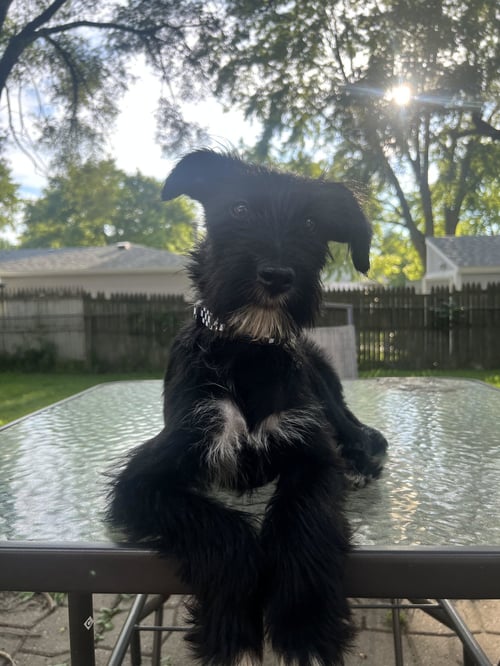 CHANCHO - Airedale Terrier for adoption in Naperville