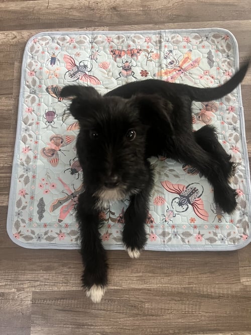 CHANCHO - Airedale Terrier available for adoption