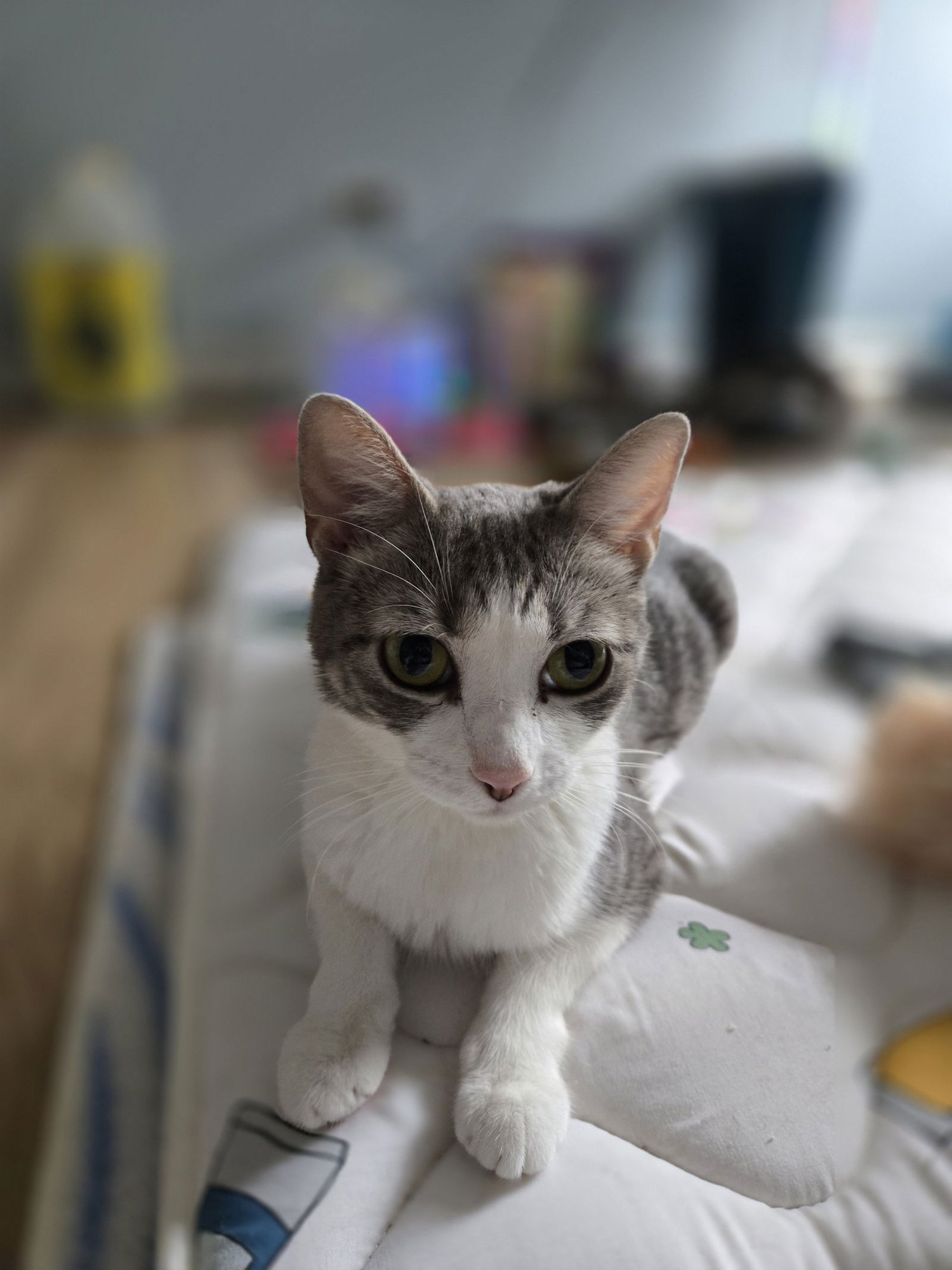 URSA MAJOR - Domestic Short Hair available for adoption