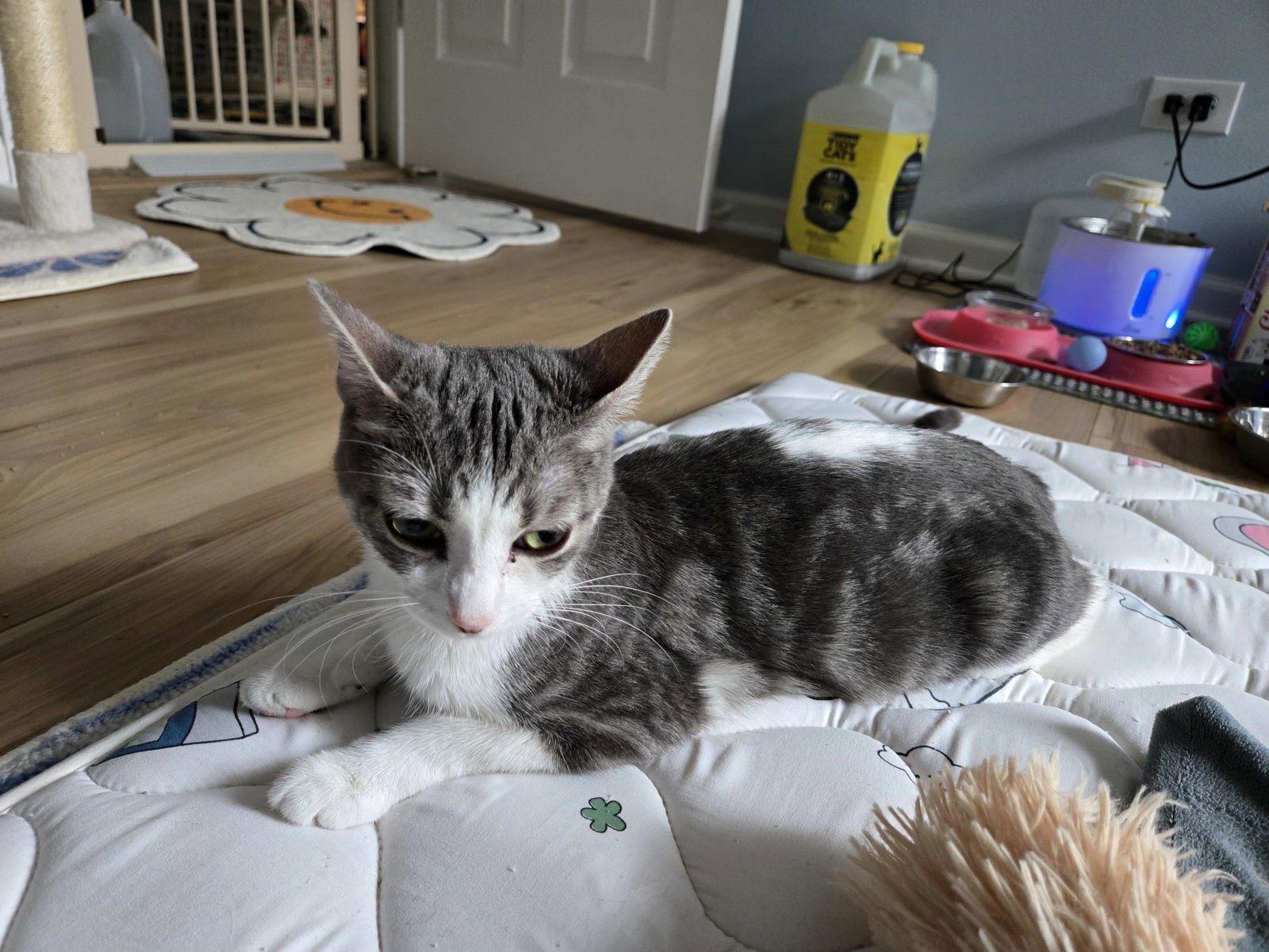 URSA MAJOR - Domestic Short Hair available for adoption