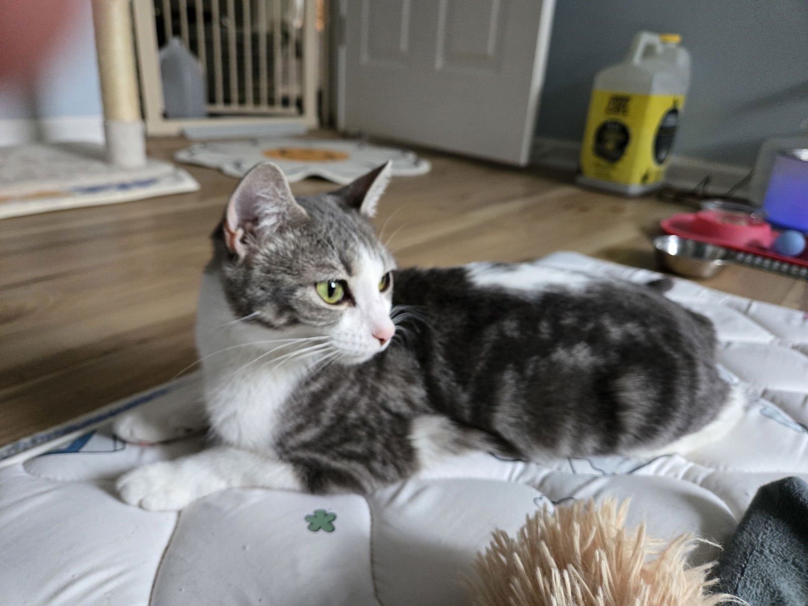 Ursa Major - Photo 3