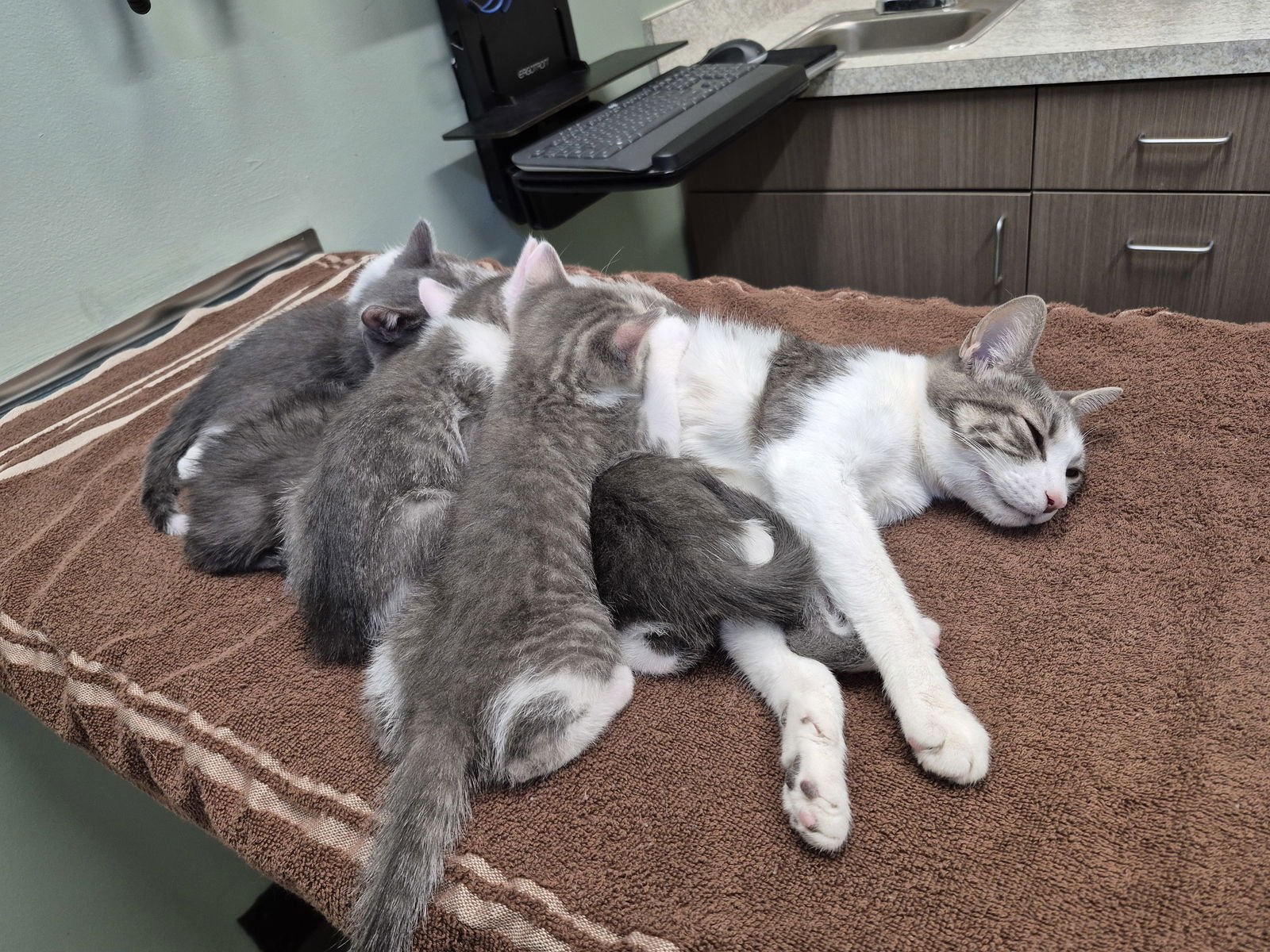 Ursa Major - Photo 4