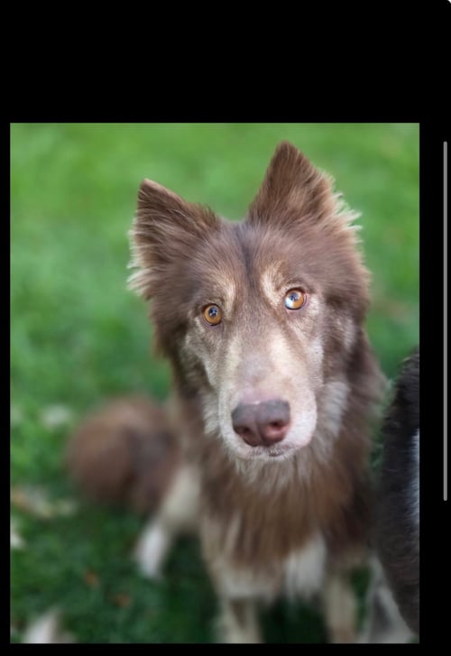 ATRIS - Siberian Husky available for adoption